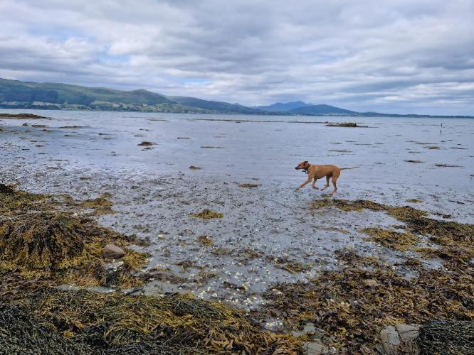 Carlingford Mountain And Sea Views Lejlighed Eksteriør billede